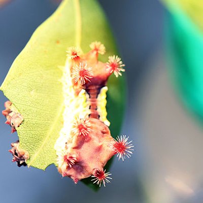 Caterpillar hanging from leaf